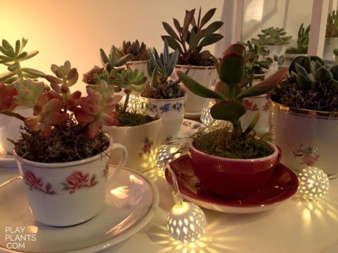 12729355_1561975437451493_4465004696857831127_n