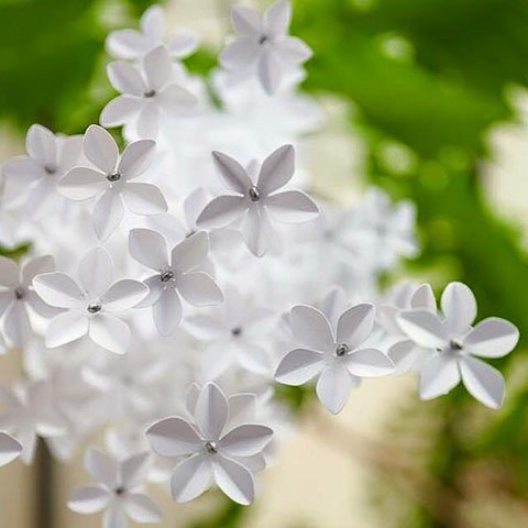 13336100_1729713543909269_9006628740722894070_n