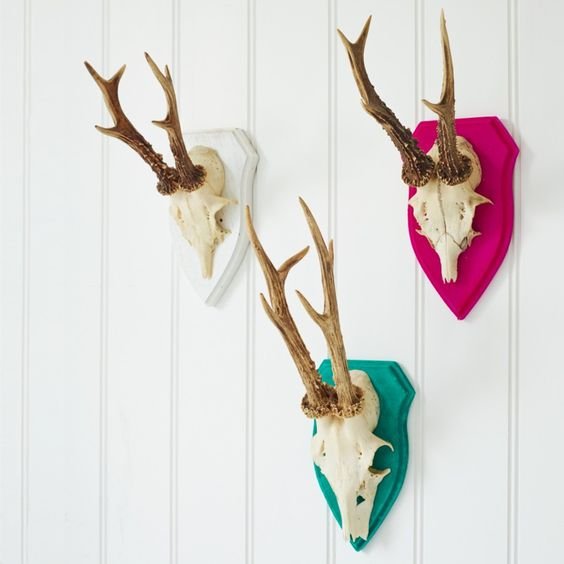 Antler - his European mount on the wall?